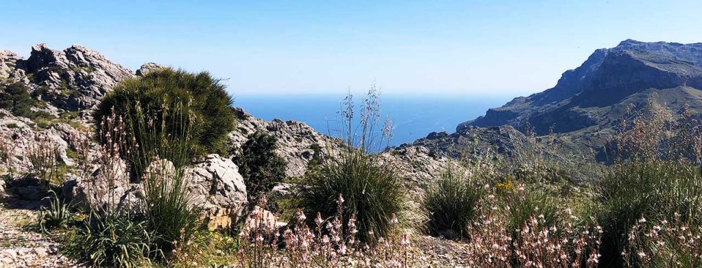 Deutscher Psychotherapeut Mallorca